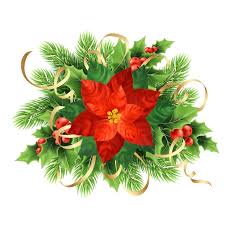 Illustrazione di natale del fiore rosso della stella di natale. fiore di  stella di natale, bacche
