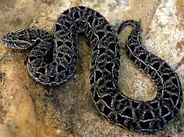Check spelling or type a new query. Black And Brown Snake Hd Wallpapers Free Download Wallpaperbetter