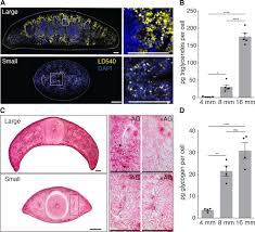 Compact bone model labeled 12 photos of the compact bone model labeled compact bone labeled slide, compact bone labeling game, compact bone labeling quiz, compact bone model labeled, bone, compact bone. Body Size Dependent Energy Storage Causes Kleiber S Law Scaling Of The Metabolic Rate In Planarians Elife