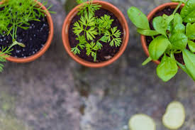 By knowing which plants to prioritise, and when to water, you can make the best use of your time by watering those that need it most. Facts You Should Know On The Best Time To Water Plants During Summer