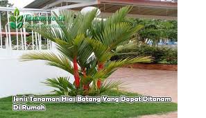 Untuk itu, kamu harus memilih tanaman yang tepat untuk dekorasi yang satu ini. Jenis Tanaman Hias Batang Yang Dapat Ditanam Di Rumah