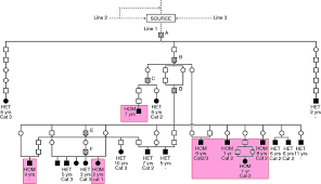 Pedigree Chart Showing Line Of Descent Of Dogs Transmitting