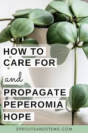 Maybe you would like to learn more about one of these? Peperomia Hope Care Propagation And More In 2021 Peperomia Peperomia Hope Peperomia Plant