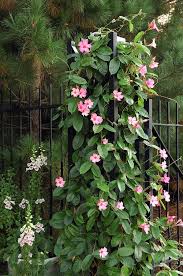 Pin By Liudmila Diana Chiriac On Garden Mandevilla Vine Flowering Vines Garden Vines