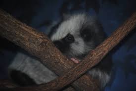 Alongside the tiny humans that once inhabited the philippines lived several hitherto unknown species of giant rats, according to a new study published today in the journal of mammalogy. Northern Luzon Giant Cloud Rat Zoochat