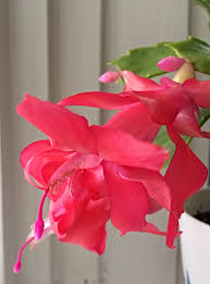 However, there are a few hybrid forms of the christmas cactus that will produce a second flowering period in february. Why Won T My Christmas Cactus Bloom And What To Do About It Shifting Roots