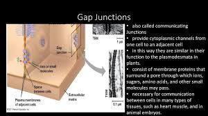 We did not find results for: Tight Junctions Desmosomes And Gap Junctions In Animal Cells Ppt Download