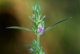 Image result for Meiosperma bracteatum