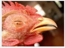 Soal perawatan ayam bangkok, gak susah kok. Obat Sakit Kuning Ayam