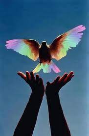 Feel Free Beautiful Birds Types Of Wings Picture