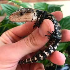 These blue tongue skinks for sale are phenomenal! Halmahera Blue Tongue Skinks Tiliqua Gigas Gigas