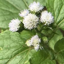Image result for Ageratum conyzoides