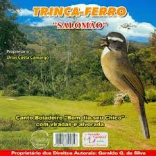 Canto De Trinca Ferro No Mato Ouvir E Baixar Canto De Passaros Silvestres In 2020 Photo Bird