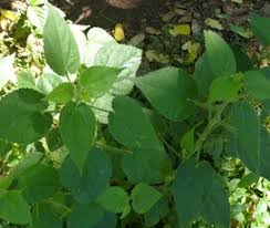 Image result for Sida urens