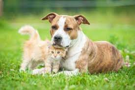 Letmathe · wohnung · balkon. Hundehaltung In Der Mietwohnung Tierschutz Tierhaltung