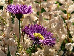 Where can i learn more about the harold davis technique for photography flowers for transparency? Macro Flower Photography Tips