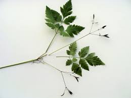 Image result for Anisotes