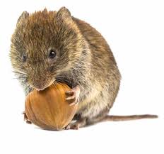 Learn about the symptoms of a hantavirus infection, what to look for and what to do if you become ill. Hantavirus Aufgepasst Beim Fruhjahrsputz A Vogel