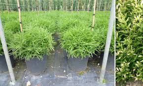 Bamboos do not like to compete or socialise with other plants and love the exclusivity of growing on their own terms in a container. Bambusa Nana Dwarf Bamboo Garden Plants Online