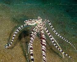 Standing Tall Mimic Octopus Rick Collier Imagery Mimic Octopus Octopus Lion Fish