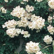I can't wait to see how it grows! Sally Holmes Shrub Rose Gurney S Seed Nursery Co