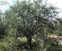 We did not find results for: Desert Trees Shrubs Cactus Garden The Sonoran Desert With Child Friendly Facts