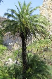 Probably the original date palm from which phoenix dactylifera, the edible date, was derived from. Taxonomy Arecaceae Observation Org