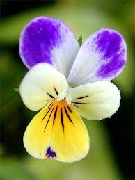 Related Image Pansies Pansies Flowers Calyx Flowers