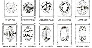 Image Result For Mitosis Diagram In Plants Mitosis Cell Cycle Powerpoint Background Design