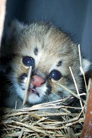 Colocolo), the pantanal cat (l. Pampas Cat Zooborns