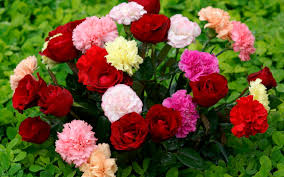 I love pictures of flowers just about as much as pictures of people. Beautiful Flowers Hd Wallpaper 53 Wallpapers13 Com