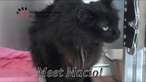 Long haired in cats & kittens for sale. Meet Macio A Long Haired Black Cat At Hshv Youtube