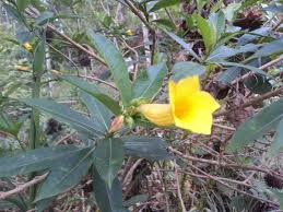 Image result for Allamanda schottii
