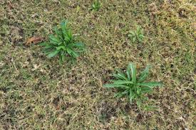 Image result for Chlorophytum amplexicaule