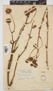 Image result for Berkheya speciosa