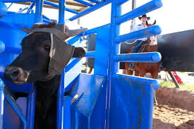 Score Chute Chute Cattle Dream Barn