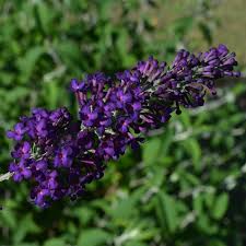 Image result for buddleia davidii