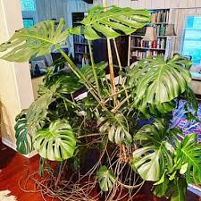 December 22 2020 by plantamarket. Monstera Deliciosa Care 5 Crucial Things You Need To Know