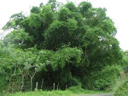 Image result for Bambusa vulgaris