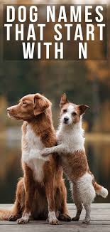 We love all things dog! Dog Names That Start With N Great Name Ideas For A New Pup