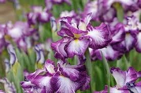 What plants naturally thrive in clay soils. Top 10 Plants For Clay Soil Clay Soil Plants Birds Blooms