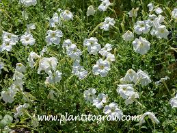 Image result for Petunia axillaris
