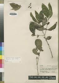 Image result for Strychnos gossweileri