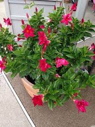 Mandevilla By Garden Answers Plant Id Plants Blooming Plants Fast Growing Shrubs