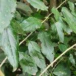 Image result for Erythrococca