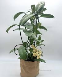 Image result for Hyparrhenia griffithii