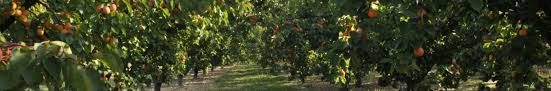 Metral Fruits Recrutement Toutes Les Offres Disponibles