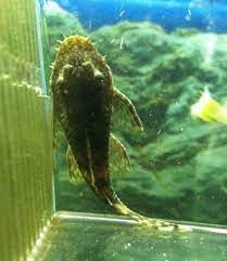 Pleco catfish is a popular aquarium fish among fish keepers. Aquarium Plecostomus Catfish Care Guide Pleco Fish