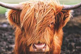 The Highland Cow Your Questions Answered Islay Cottages
