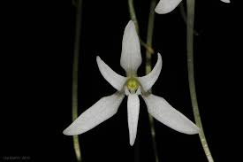 Image result for Mystacidium venosum